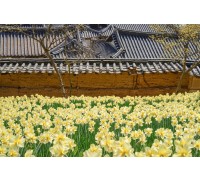 [충청도 별미여행]서산 유기방가옥 수선화축제+안면도 꽃지해변+예산 수덕사+태안노을길 5코스 트래킹_당일여행