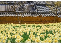 [충청도 별미여행]서산 유기방가옥 수선화축제+안면도 꽃지해변+예산 수덕사+태안노을길 5코스 트래킹_당일여행