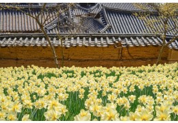 [충청도 별미여행]서산 유기방가옥 수선화축제+안면도 꽃지해변+예산 수덕사+태안노을길 5코스 트래킹_당일여행