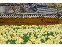 [충청도 별미여행]서산 유기방가옥 수선화축제+안면도 꽃지해변+예산 수덕사+태안노을길 5코스 트래킹_당일여행