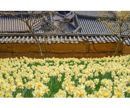 [충청도 별미여행]서산 유기방가옥 수선화축제+안면도 꽃지해변+예산 수덕사+태안노을길 5코스 트래킹_당일여행