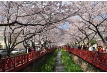 [KTX] 진해 벚꽃 * 외도&해금강 * 부산자갈치 1박2일 #부산관광호텔