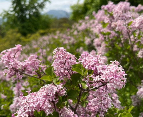 [KTX] 비밀의 정원 군위 사유원 봄 사색 기차여행 (서울출발)