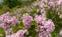 [KTX] 비밀의 정원 군위 사유원 봄 사색 기차여행 (서울출발)