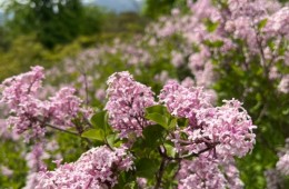 [KTX] 비밀의 정원 군위 사유원 봄 사색 기차여행 (서울출발)