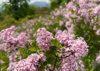 [KTX] 비밀의 정원 군위 사유원 봄 사색 기차여행 (서울출발)