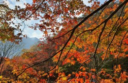 [국악와인열차] 11월18일 정읍 내장산