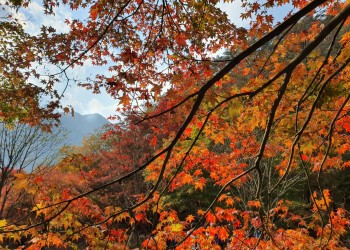 [국악와인열차] 11월18일 정읍 내장산