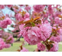 [국악와인열차] 4월 21일 경주 불국사/대릉원/황리단길+영천 화랑설화마을