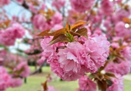 [국악와인열차] 4월 21일 경주 불국사/대릉원/황리단길+영천 화랑설화마을