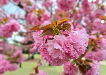 [국악와인열차] 4월 21일 경주 불국사/대릉원/황리단길+영천 화랑설화마을