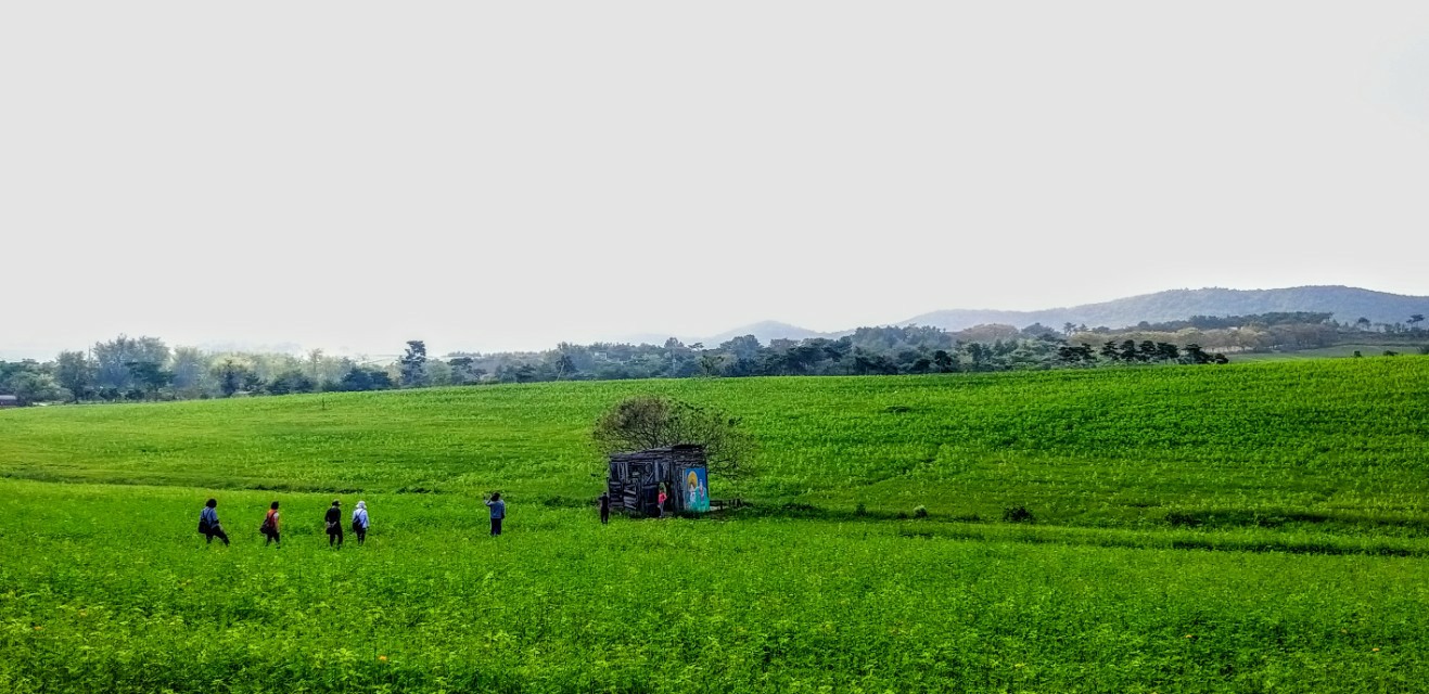 [국악와인열차] 4월 25,28 고창 학원농장 청보리밭축제+고창 읍성 / 정읍 장금이파크