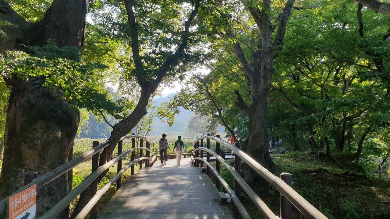 [국악와인열차] 10월 3,4일 정읍 내장산 수목원 / 고창 선운사 상사화