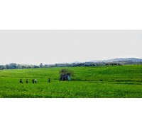 [국악와인열차] 4월 25,28 고창 학원농장 청보리밭축제+고창 읍성 / 정읍 장금이파크