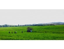 [국악와인열차] 4월 25,28 고창 학원농장 청보리밭축제+고창 읍성 / 정읍 장금이파크