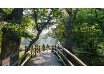 [국악와인열차] 10월 3,4일 정읍 내장산 수목원 / 고창 선운사 상사화