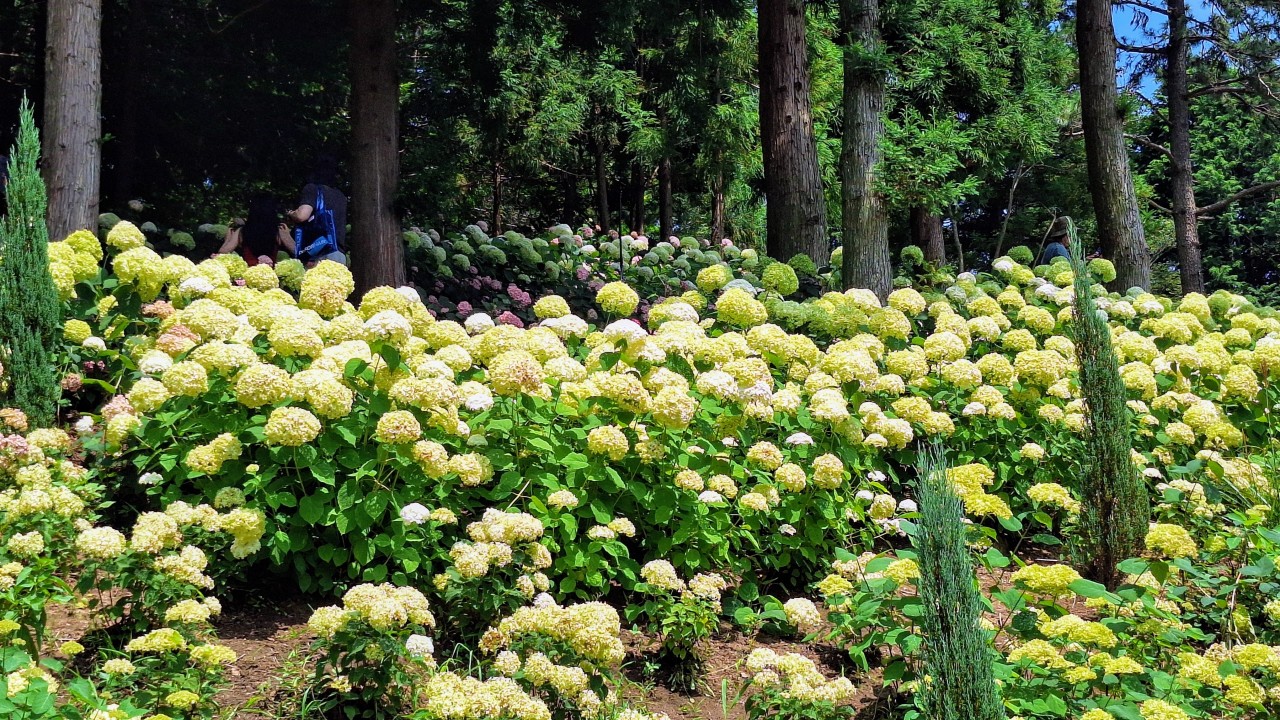 [국악와인열차] 6월 20,21,23일 보성 대한다원 / 보성 윤제림 수국축제