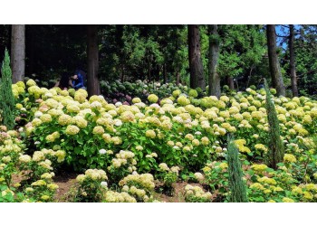 [국악와인열차] 6월 20,21,23일 보성 대한다원 / 보성 윤제림 수국축제