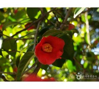 [국악와인열차] 3월 14일 강진 백련사 동백꽃 숲 / 가우도 출렁다리 / 다산박물관