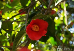 [국악와인열차] 3월 14일 강진 백련사 동백꽃 숲 / 가우도 출렁다리 / 다산박물관