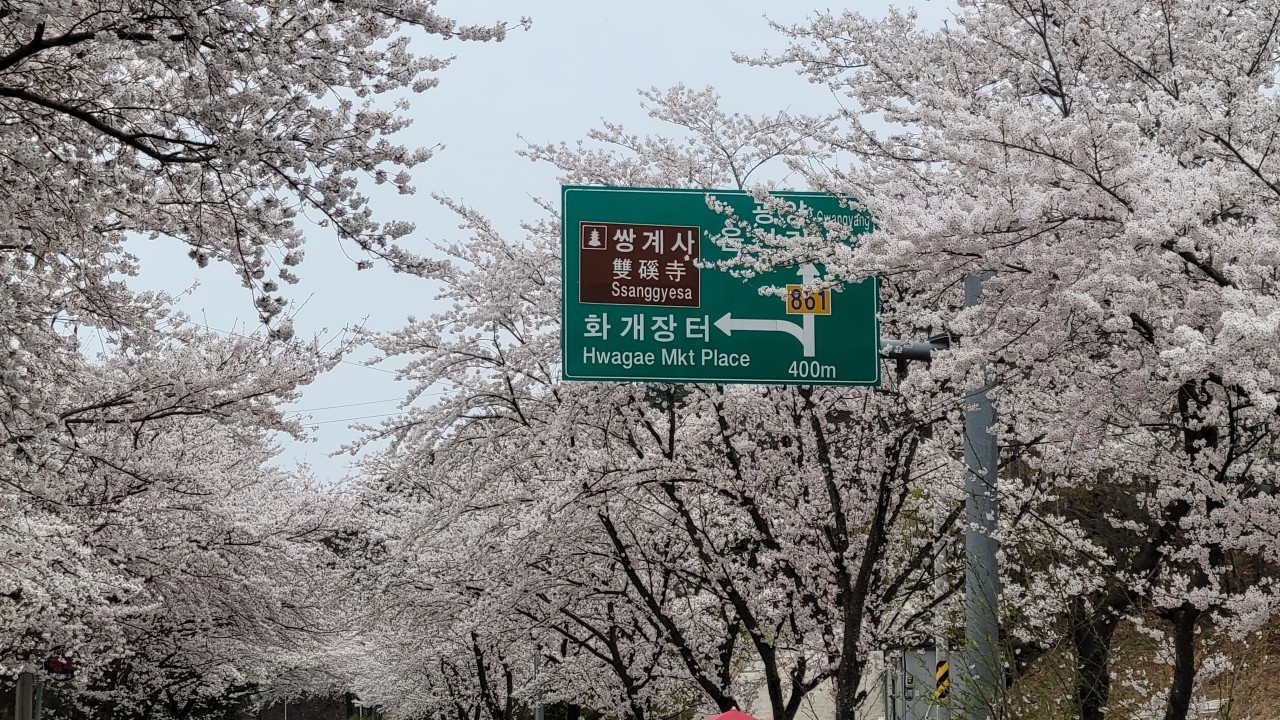 [국악와인열차] 4월 4,5일 하동 십리벚꽃길 / 남원 광한루원