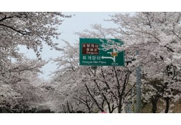 [국악와인열차] 4월 4,5일 하동 십리벚꽃길 / 남원 광한루원