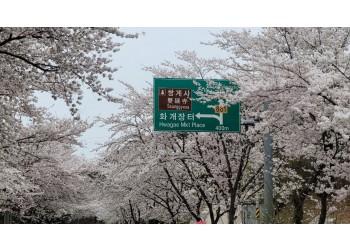 [국악와인열차] 4월 4,5일 하동 십리벚꽃길 / 남원 광한루원