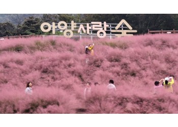 [팔도장터열차] 11월 5일 정읍 내장산 단풍 / 아양사랑숲 핑크뮬리