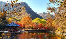[팔도장터열차] 11월 9일 정읍 내장산 단풍 / 김제 금산사