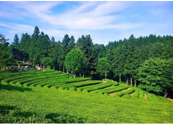 [SRT] 남도 판타지아 남도별미(강천산&담양&목포&강진&보성&순천) 2박3일@신안비치호텔