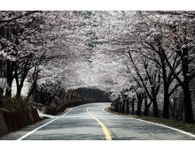 #1 경주 * 진해 * 밀양 * 쌍계사 벚꽃순례 2박3일 #밀양 호텔아리나 #진주 제이스퀘어호텔