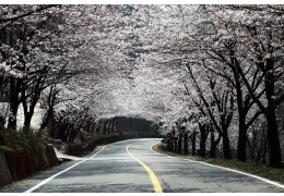 #1 경주 * 진해 * 밀양 * 쌍계사 벚꽃순례 2박3일 #밀양 호텔아리나 #진주 제이스퀘어호텔