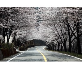 #1 경주 * 진해 * 밀양 * 쌍계사 벚꽃순례 2박3일 #밀양 호텔아리나 #진주 제이스퀘어호텔