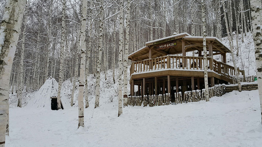 강원도 인제 자작나무숲* 홍천 수타사 당일 기차여행 (중식제공)