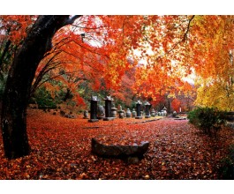 KTX◈단풍순례◈ 별미기행 1박2일(내소사단풍*내장산단풍*선운사단풍*채석강해넘이)