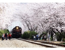 #2 진해군항제 벚꽃 * 쌍계사벚꽃 * 남원벚꽃 1박2일 #광양락희호텔 1박