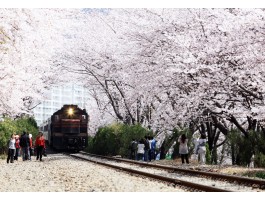 #2 진해군항제 벚꽃 * 쌍계사벚꽃 * 남원벚꽃 1박2일 #광양락희호텔 1박