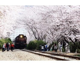 #2 진해군항제 벚꽃 * 쌍계사벚꽃 * 남원벚꽃 1박2일 #광양락희호텔 1박