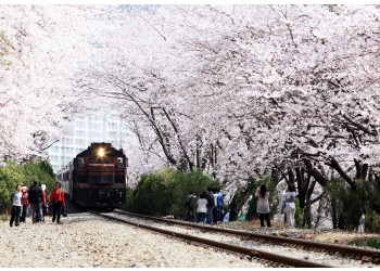 #2 진해군항제 벚꽃 * 쌍계사벚꽃 * 남원벚꽃 1박2일 #광양락희호텔 1박