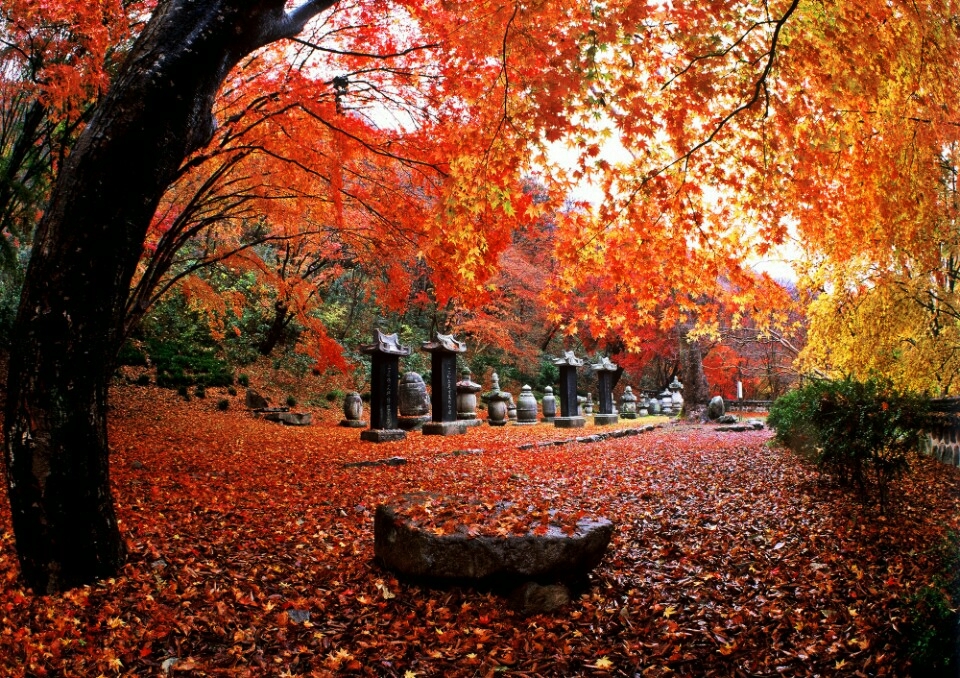 [수서출발] ◈단풍순례◈ 별미기행 1박2일(내소사단풍*내장산단풍*선운사단풍*채석강해넘이)