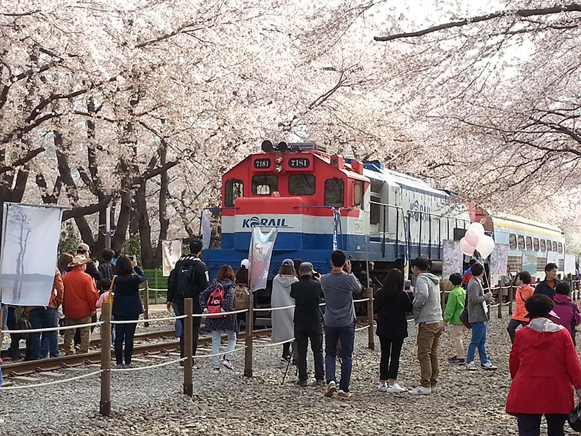#5 [KTX] 진해 벚꽃+밀양 벚꽃+경주 벚꽃 1박2일 #밀양호텔아리나
