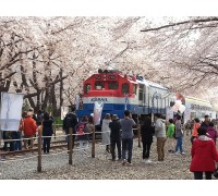 #5 [KTX] 진해 벚꽃+밀양 벚꽃+경주 벚꽃 1박2일 #밀양호텔아리나