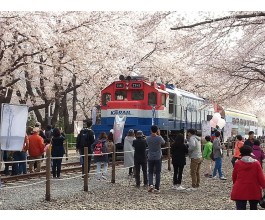 #5 [KTX] 진해 벚꽃+밀양 벚꽃+경주 벚꽃 1박2일 #밀양호텔아리나