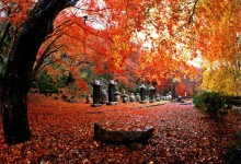 새마을◈단풍순례◈ 별미기행 1박2일(내소사단풍*내장산단풍*선운사단풍*채석강해넘이)