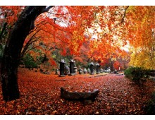 새마을◈단풍순례◈ 별미기행 1박2일(내소사단풍*내장산단풍*선운사단풍*채석강해넘이)