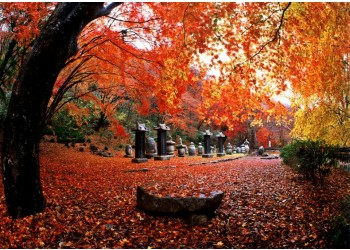 새마을◈단풍순례◈ 별미기행 1박2일(내소사단풍*내장산단풍*선운사단풍*채석강해넘이)