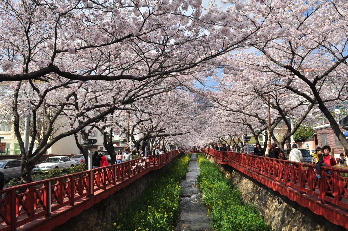 #6 [새마을+KTX] 진해 벚꽃 * 외도&해금강 * 부산자갈치 1박2일 #부산관광호텔 #수원출발