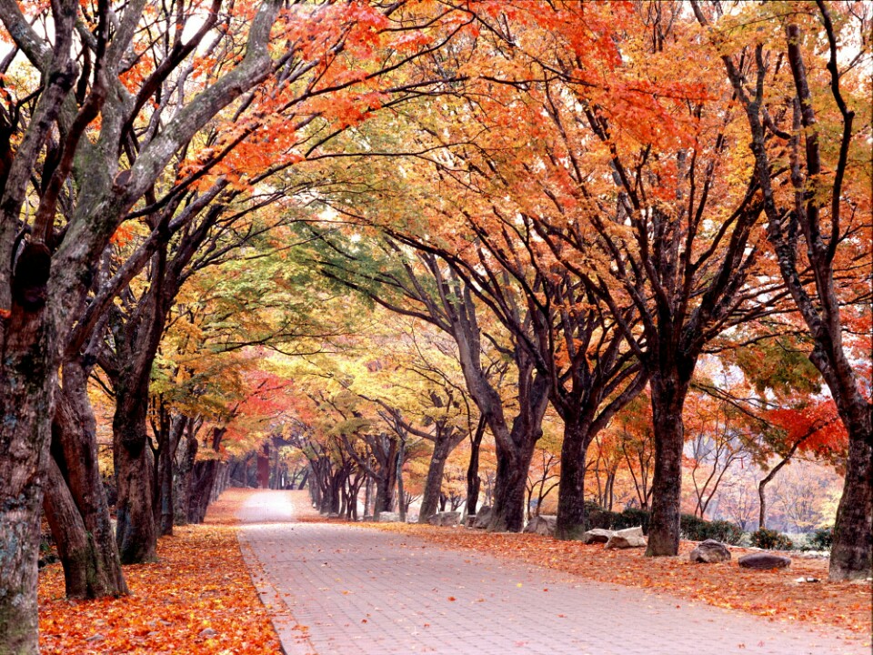 KTX ◈단풍순례◈ 내장산 단풍&남도별미 2박3일_내소사/채석강/내장산/해남/화순 @부안관광호텔 @신안비치호텔
