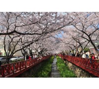 #6 [새마을+KTX] 진해 벚꽃 * 외도&해금강 * 부산자갈치 1박2일 #부산관광호텔 #수원출발