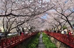 #6 [새마을+KTX] 진해 벚꽃 * 외도&해금강 * 부산자갈치 1박2일 #부산관광호텔 #수원출발